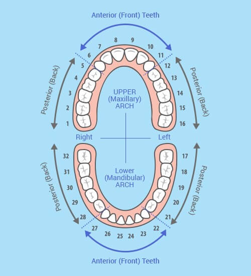 rodeo-dental-Maxillary-and-Mandibular-Arches