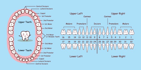 rodeo-dental-Teeth-Numbers-Chart