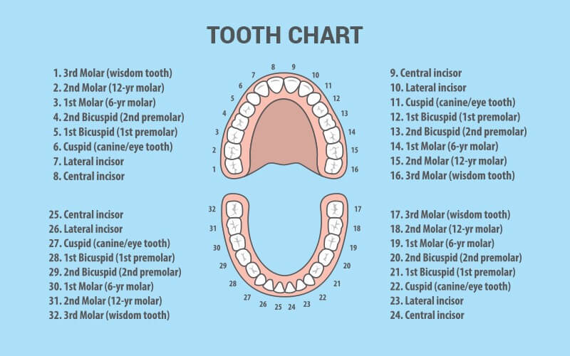 rodeo-dental-tooth-chart